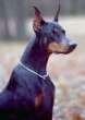 MON CHIEN